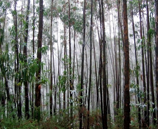 Intensificación de vixilancia sobre cortas ilegais de bosque autóctono e sobre novas plantacións de eucalipto