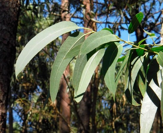 Greenpeace apoia unha moratoria para novas plantacións de eucalipto en Galicia na primeira revisión do Plan Foresta