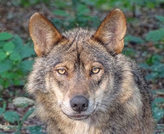 Galicia Ambiental denuncia un bloqueo de los fondos para daños causados por el lobo
