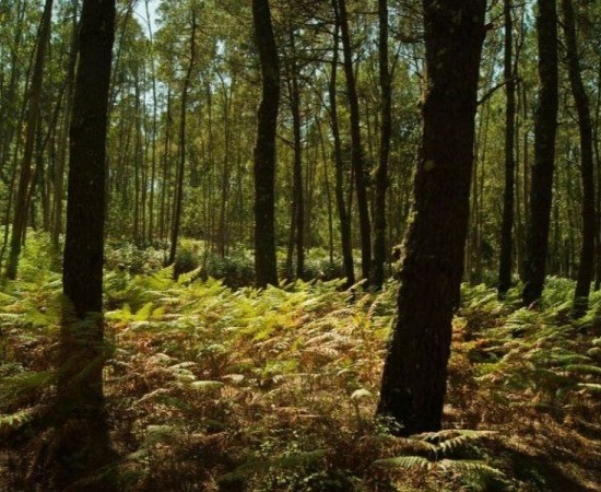 Galicia lidera o mercado do carbono forestal en España