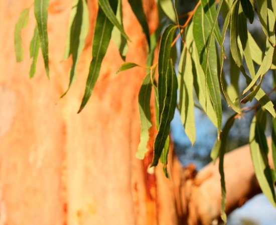 Efectos de las plantaciones de eucalipto en el medio