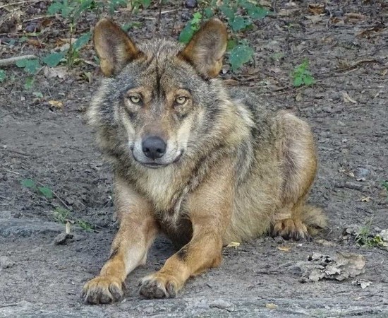 ASCEL pide ao Ministerio que se poña fin á morte de lobos en España