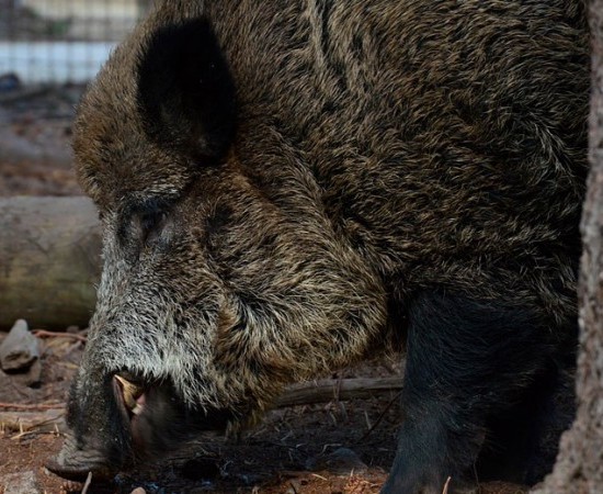 Axudas para prevención de danos pola fauna salvaxe