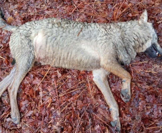 Denuncian a aparición dunha loba abatida por arma de fogo en montes do norte de Pontevedra