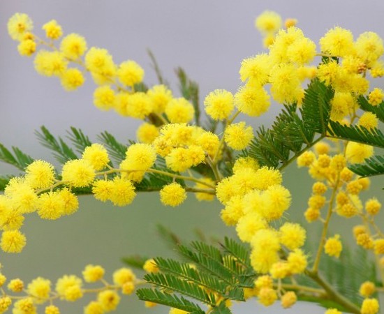 La mimosa, el otro invasor australiano