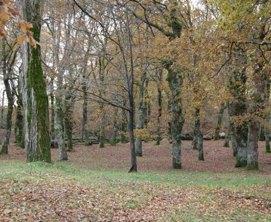 Entra en vigor o Decreto polo que se regula o aproveitamento forestal nos montes galegos