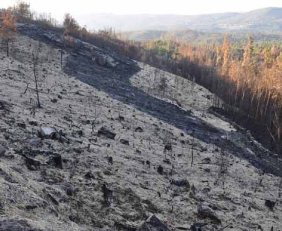 Galicia acumula máis de 8.000 hectáreas queimadas no que vai de agosto