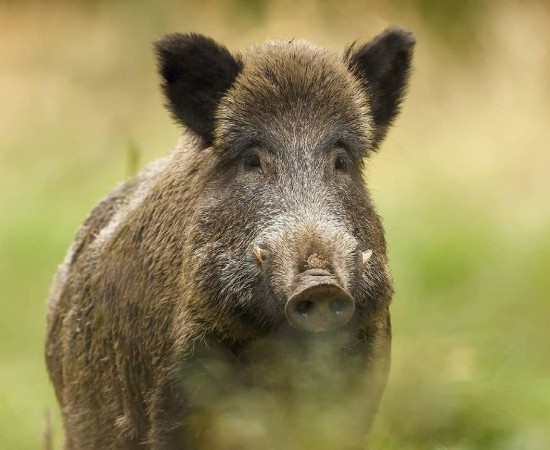 La Peste Porcina y el Lobo Ibérico: ¿Solución Natural o Error de Gestión?