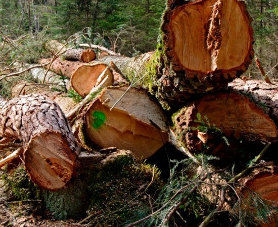 Préstamo europeo para una planta de biomasa en Galicia