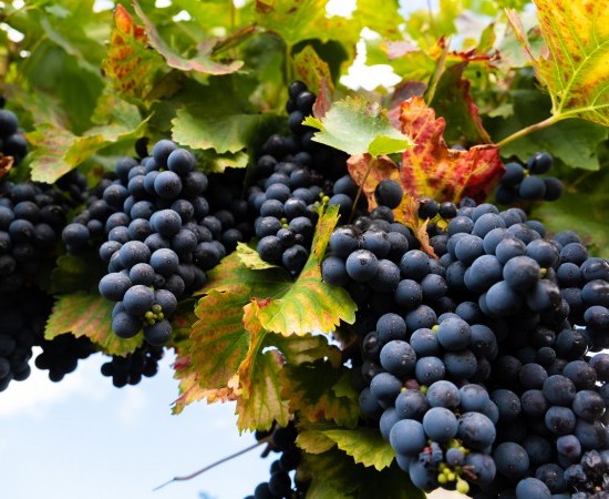 A Xunta elabora unha estratexia para impulsar o sector do viño