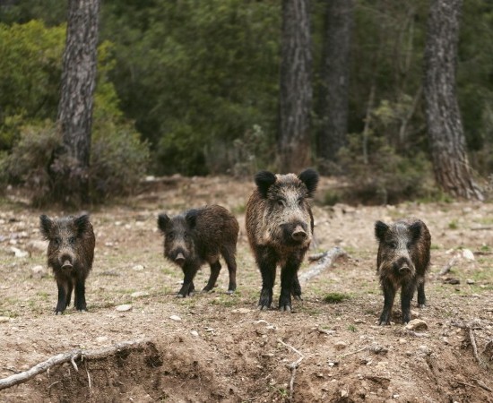 A Xunta de Galicia abre dúas convocatorias de axudas para previr os danos de fauna salvaxe no sector gandeiro