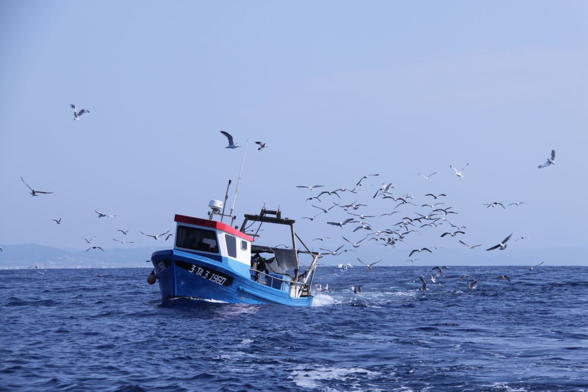 Rutas migratorias en risco: o debate sobre a enerxía eólica mariña en España e o seu impacto nas aves