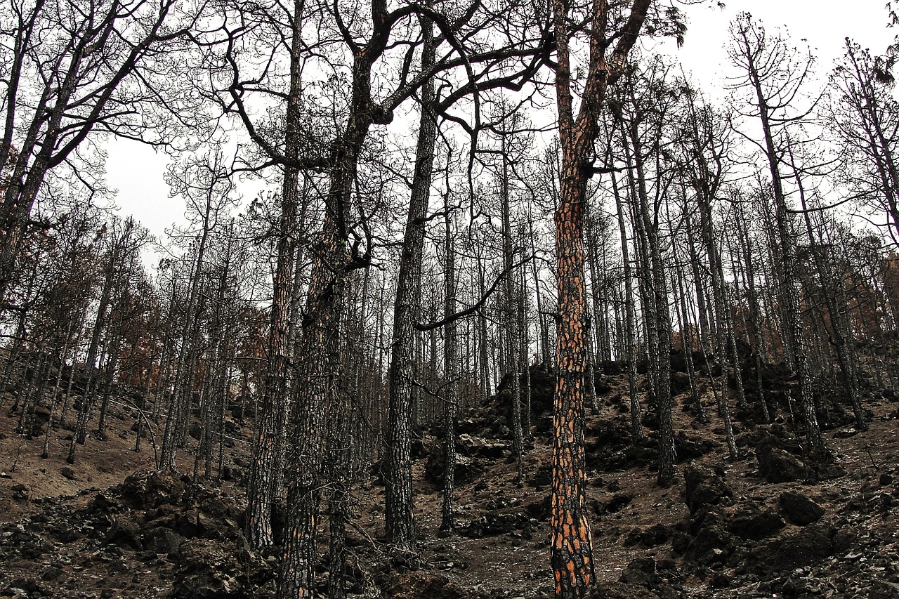 Caza tras los incendios forestales en Galicia