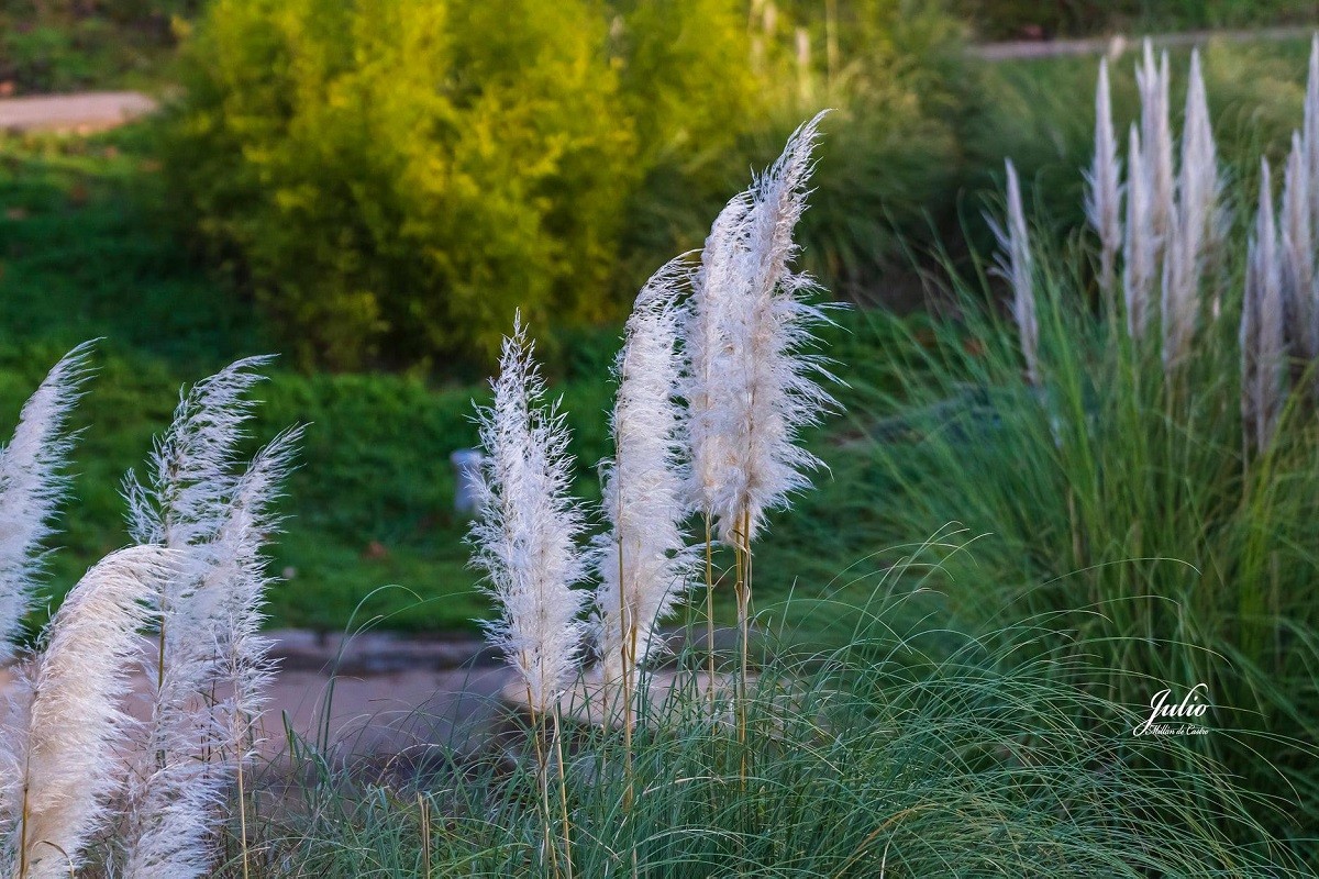 O efecto das especies invasoras nos ecosistemas galegos é unha das principais ameazas a nivel medioambiental