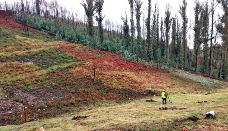 Cortafuegos verdes para luchar contra los incendios forestales