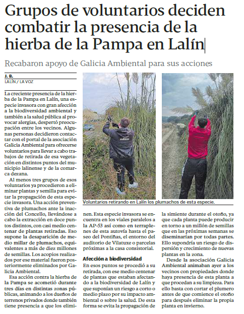 Grupos de voluntarios deciden combatir la presencia de la hierba de la Pampa en Lalín