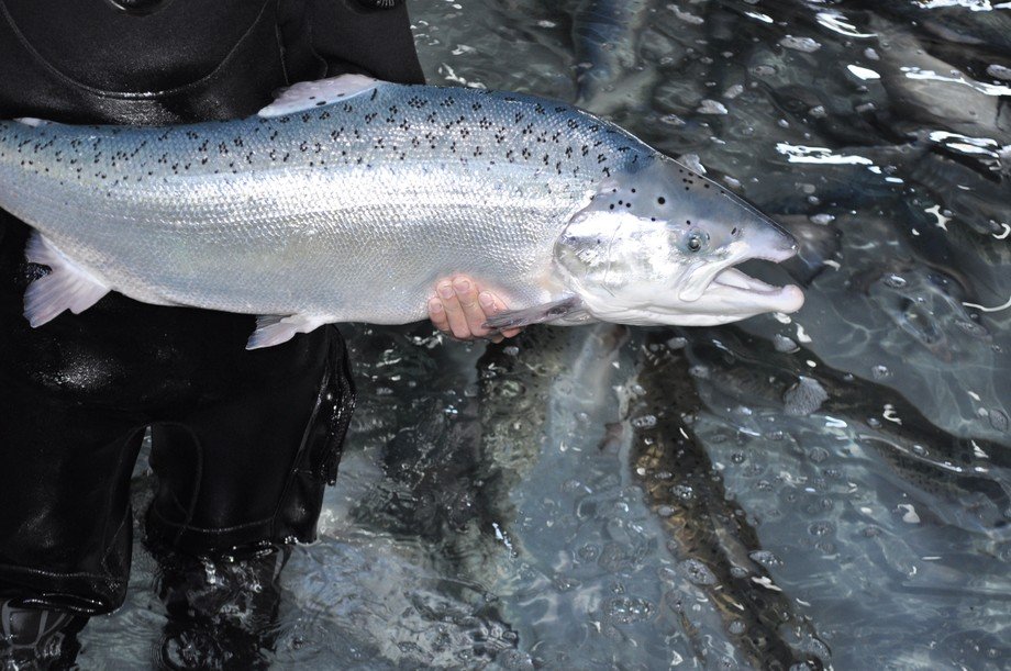 El salmón atlántico, especie en serio riesgo de desaparición de muchos ríos