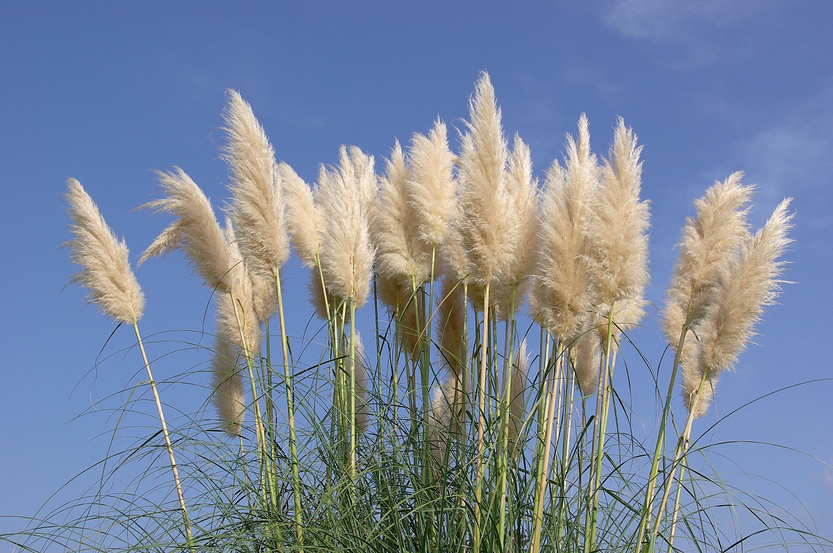 Cortaderia se extiende cada vez más por el sudoeste de Francia: es hora de actuar para frenar la expansión