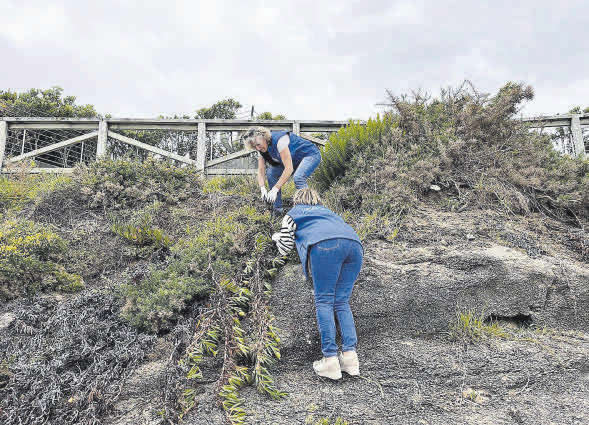 Galicia Ambiental prevé eliminar la hierba de la Pampa en O Grove