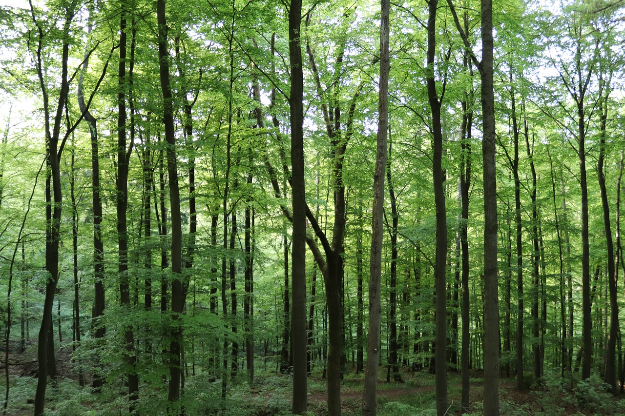 Plantacións tropicais para compensar as emisións de carbono, e parecer máis “verdes”