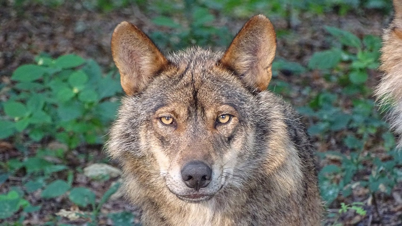 Galicia Ambiental denuncia un bloqueo de los fondos para daños causados por el lobo