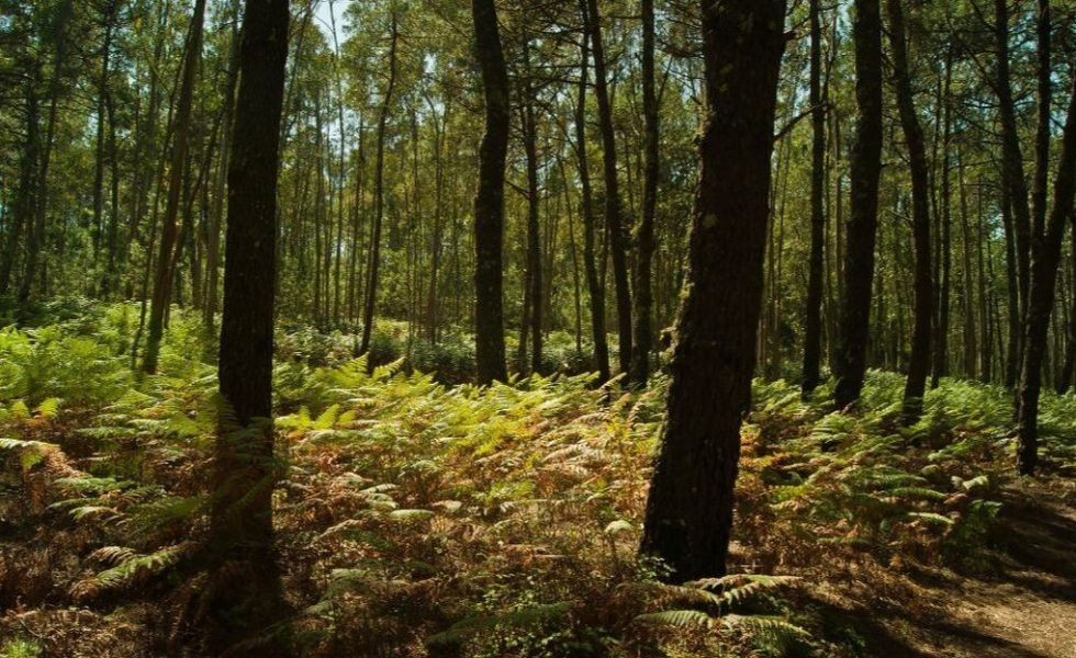 Galicia lidera o mercado do carbono forestal en España