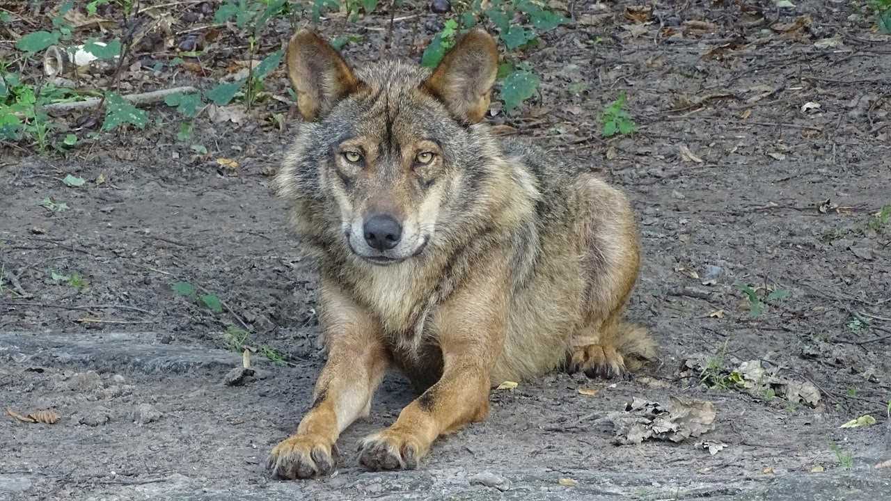 ASCEL pide ao Ministerio que se poña fin á morte de lobos en España