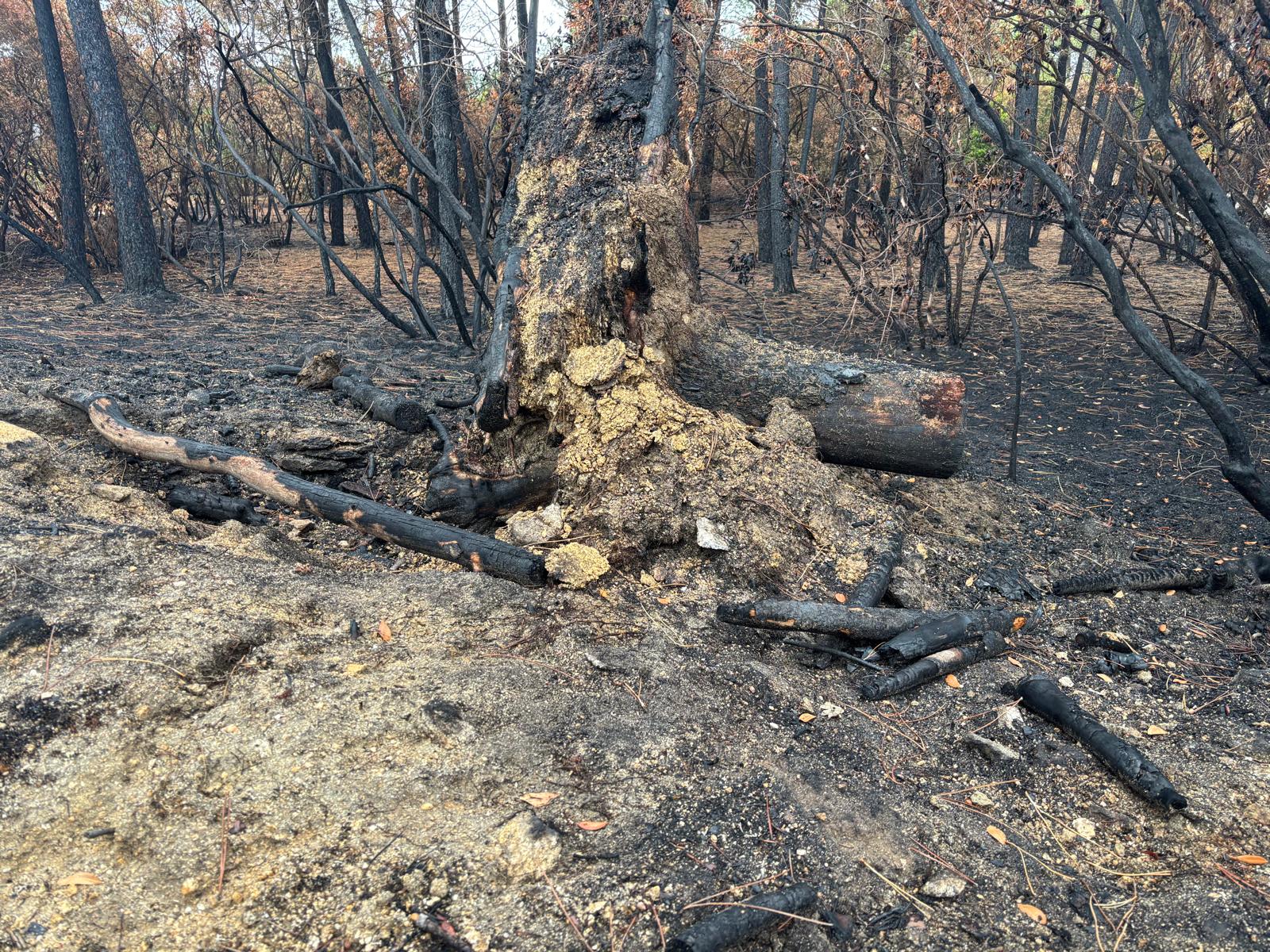 A Xunta pide voluntarios para actuar en espazos protexidos afectados polos incendios de 2025