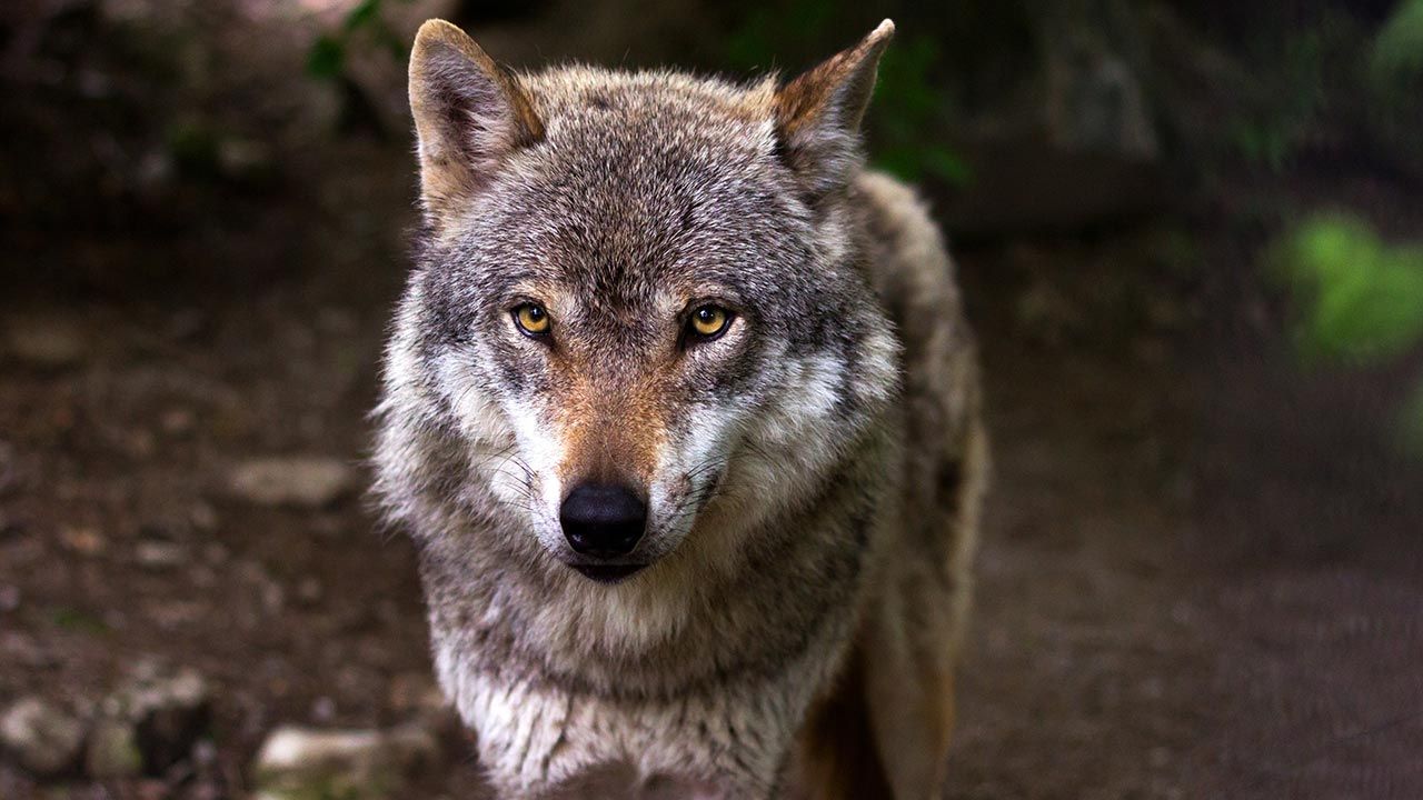 Las políticas de gestión del lobo ibérico en Galicia son insuficientes 