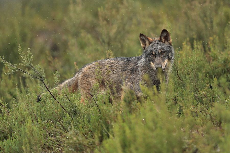 Caza do lobo en suspenso: ADEGA critica a falta de medidas preventivas da Xunta