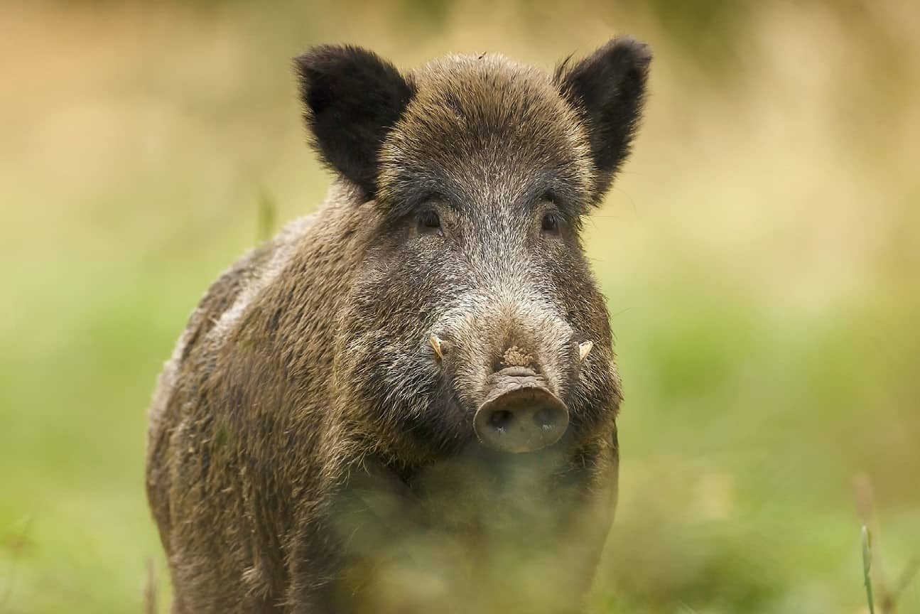 La Peste Porcina y el Lobo Ibérico: ¿Solución Natural o Error de Gestión?