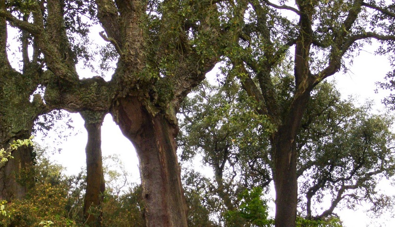 Unha liña de alta tensión de evacuación do Parque Eólico de Órrea ameaza o Sobreiral do Arnego, incluido na Rede Natura 2000
